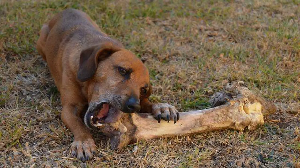 alimento para perros